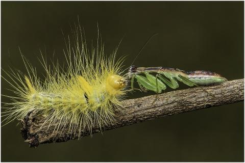 A caterpillar and a grasshopper. The Thai for "a caterpillar and a grasshopper" is "หนอนผีเสื้อและตั๊กแตน".