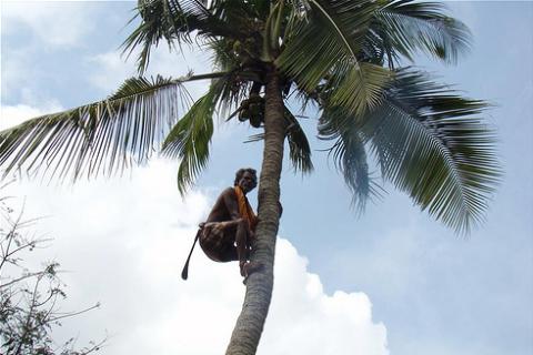 A farmer on a coconut tree. The Thai for "a farmer on a coconut tree" is "เกษตรกรบนต้นมะพร้าว". A farmer on a coconut tree. The Thai for "a farmer on a coconut tree" is "เกษตรกรบนต้นมะพร้าว".