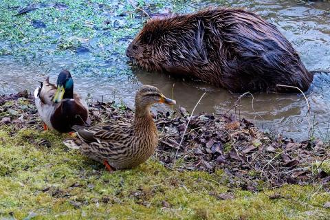 A beaver and two ducks. The Thai for "a beaver and two ducks" is "บีเวอร์และเป็ดสองตัว".