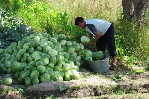 A farmer with a heap of cabbages. The Thai for "a farmer with a heap of cabbages" is "เกษตรกรกับกองกะหล่ำปลี".