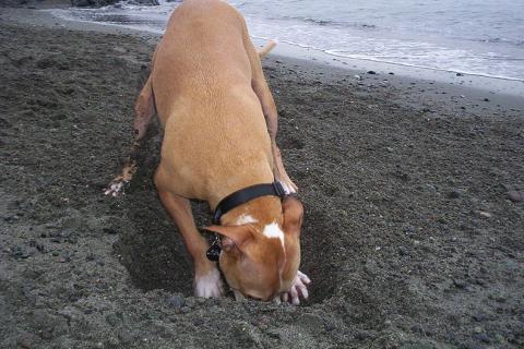 A dog digging a hole on the beach. The Thai for "a dog digging a hole on the beach" is "สุนัขกำลังขุดหลุมบนชายหาด".