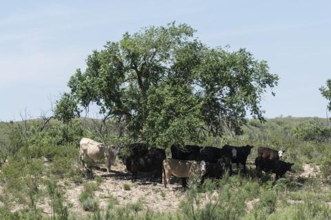 A herd of cows in the shade of a tree. The Thai for "a herd of cows in the shade of a tree" is "ฝูงวัวในร่มไม้".