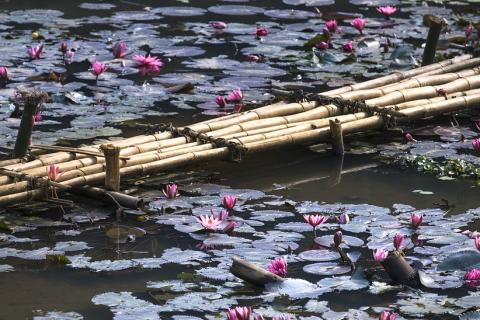 A bamboo bridge. The Thai for "a bamboo bridge" is "สะพานไม้ไผ่".