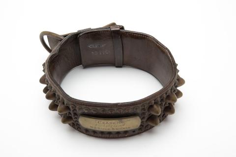 A pet collar. The Thai for "a pet collar" is "ปลอกคอ".