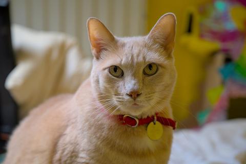 A cat with a red collar. The Thai for "a cat with a red collar" is "แมวกับปลอกคอสีแดง".
