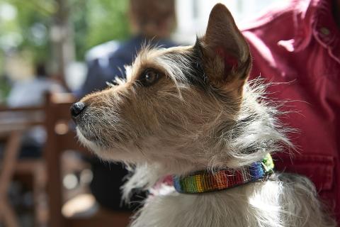 A dog with a rainbow-coloured collar. The Thai for "a dog with a rainbow-coloured collar" is "สุนัขกับปลอกคอสีรุ้ง".