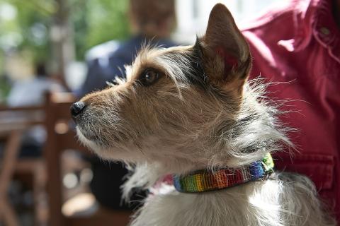 A dog with a rainbow-coloured collar. The Thai for "a dog with a rainbow-coloured collar" is "สุนัขกับปลอกคอสีรุ้ง". A dog with a rainbow-coloured collar. The Thai for "a dog with a rainbow-coloured collar" is "สุนัขกับปลอกคอสีรุ้ง".
