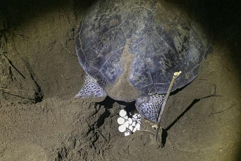 A turtle with turtle eggs. The Thai for "a turtle with turtle eggs" is "เต่ากับไข่เต่า".