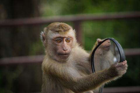 A monkey and a motorcycle mirror. The Thai for "a monkey and a motorcycle mirror" is "ลิงและกระจกมอร์เตอร์ไซค์".