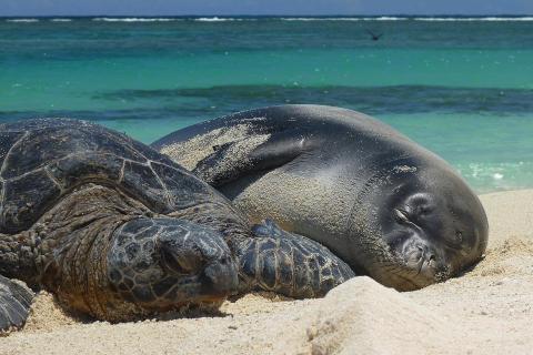 A turtle and a seal on the beach. The Thai for "a turtle and a seal on the beach" is "เต่าและแมวน้ำบนชายหาด".