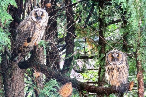 Two owls on a tree. The Thai for "two owls on a tree" is "นกฮูกสองตัวบนต้นไม้".