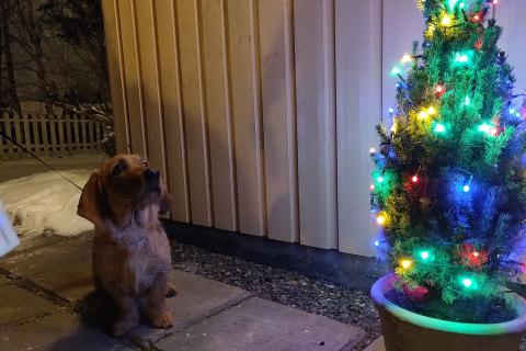 A dog looking at a Christmas tree. The Thai for "a dog looking at a Christmas tree" is "สุนัขกำลังดูต้นคริสต์มาส".