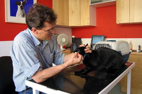 A vet with a black cat. The Thai for "a vet with a black cat" is "สัตวแพทย์กับแมวดำ".