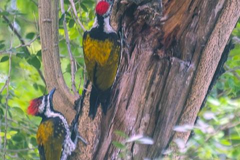 Two woodpeckers on a tree. The Thai for "two woodpeckers on a tree" is "นกหัวขวานสองตัวบนต้นไม้".