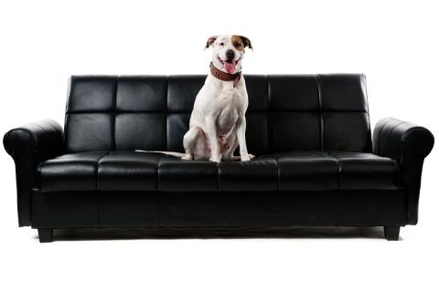 A dog sitting on a black sofa. The Thai for "a dog sitting on a black sofa" is "สุนัขนั่งบนโซฟาสีดำ".