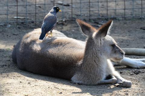 A bird on a kangaroo’s back. The Thai for "a bird on a kangaroo’s back" is "นกบนหลังจิงโจ้".