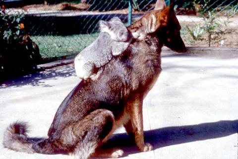 A koala on a dog’s back. The Thai for "a koala on a dog’s back" is "โคอาลาบนหลังสุนัข".