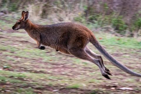 A kangaroo jumping. The Thai for "a kangaroo jumping" is "จิงโจ้กระโดด".