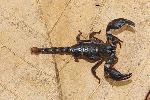 A scorpion on a dry leaf. The Thai for "a scorpion on a dry leaf" is "แมงป่องบนใบไม้แห้ง".