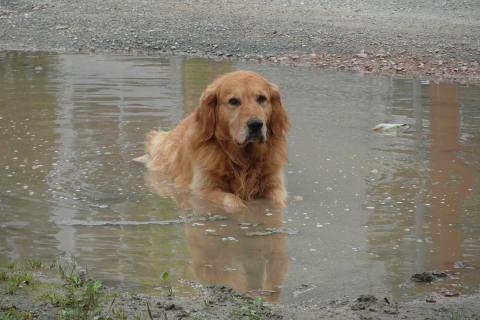 A dog in a puddle. The Thai for "a dog in a puddle" is "สุนัขในแอ่งน้ำ".