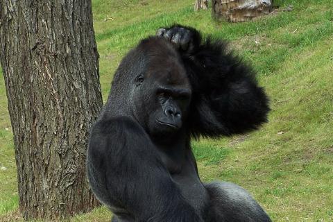 A gorilla scratching its head. The Thai for "a gorilla scratching its head" is "กอริลล่าเกาหัวของมัน".