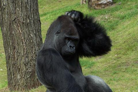 A gorilla scratching its head. The Thai for "a gorilla scratching its head" is "กอริลล่าเกาหัวของมัน". A gorilla scratching its head. The Thai for "a gorilla scratching its head" is "กอริลล่าเกาหัวของมัน".