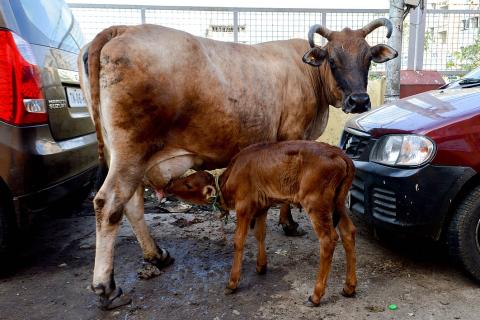 A calf suckling milk from her mother. The Thai for "a calf suckling milk from her mother" is "ลูกวัวดูดนมจากแม่วัว".