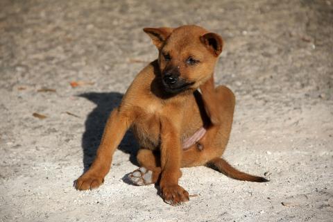 A puppy scratching its head. The Thai for "a puppy scratching its head" is "ลูกหมาเกาหัวของมัน".