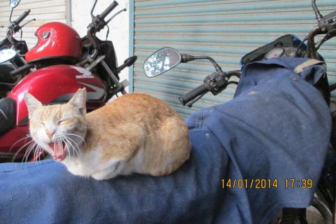 A cat yawning on a motorbike. The Thai for "a cat yawning on a motorbike" is "แมวหาวบนมอร์เตอร์ไซค์".
