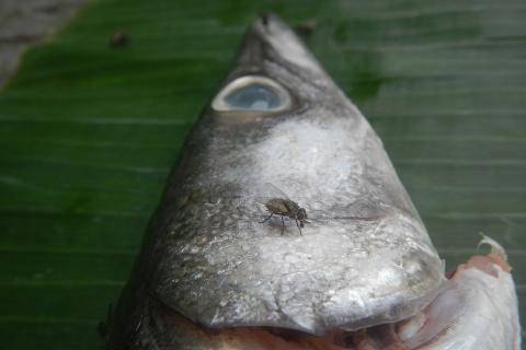 A fly on a fish head. The Thai for "a fly on a fish head" is "แมลงวันบนหัวปลา".