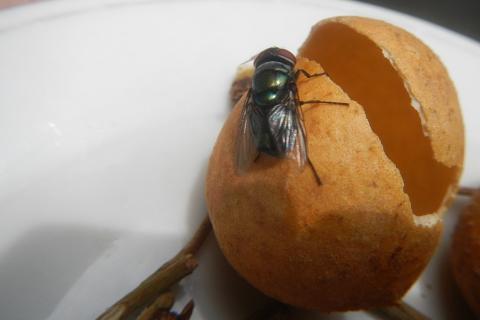 A fly on some longan peel. The Thai for "a fly on some longan peel" is "แมลงวันบนเปลือกลำไย".