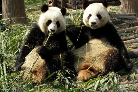 Two pandas eating bamboo. The Thai for "two pandas eating bamboo" is "แพนด้าสองตัวกินไผ่".