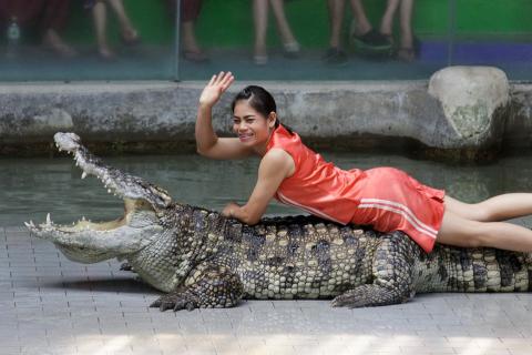 A woman showing herself lying on a crocodile’s back. The Thai for "a woman showing herself lying on a crocodile’s back" is "ผู้หญิงโชว์การนอนบนหลังจระเข้".