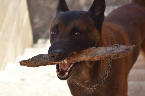 To hold in the mouth. The Thai for "to hold in the mouth" is "คาบ".