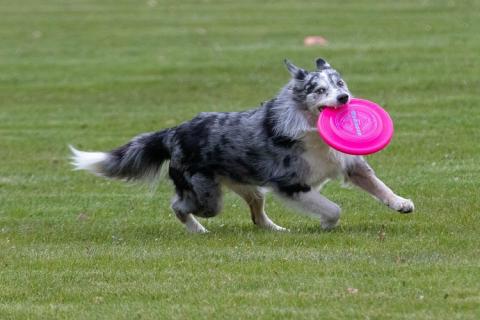 A dog holding a frisbee. The Thai for "a dog holding a frisbee" is "สุนัขคาบจานบิน".