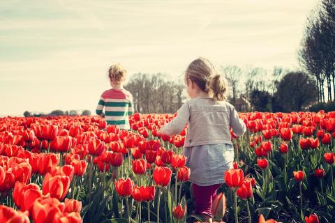 Children in the red tulip field. The Thai for "children in the red tulip field" is "เด็กๆในทุ่งทิวลิปสีแดง".