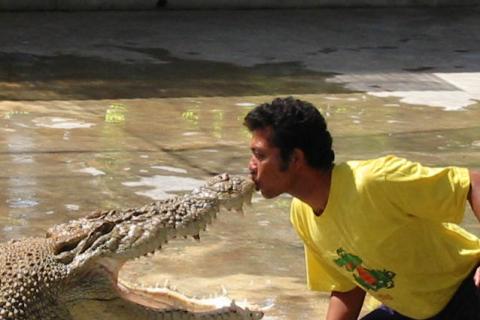 A man showing himself kissing a crocodile. The Thai for "a man showing himself kissing a crocodile" is "ผู้ชายโชว์การจูบกับจระเข้".