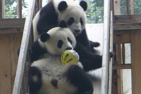 Two pandas on a slide. The Thai for "two pandas on a slide" is "แพนด้าสองตัวบนสไลเดอร์".