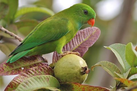 A parrot on a guava. The Thai for "a parrot on a guava" is "นกแก้วบนฝรั่ง".