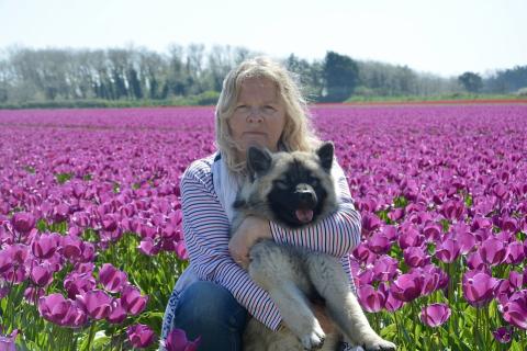 A woman and her dog in the purple tulip field. The Thai for "a woman and her dog in the purple tulip field" is "ผู้หญิงกับสุนัขของเธอในทุ่งทิวลิปม่วง".