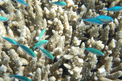 A shoal of fish and some coral. The Thai for "a shoal of fish and some coral" is "ฝูงปลาและปะการัง".
