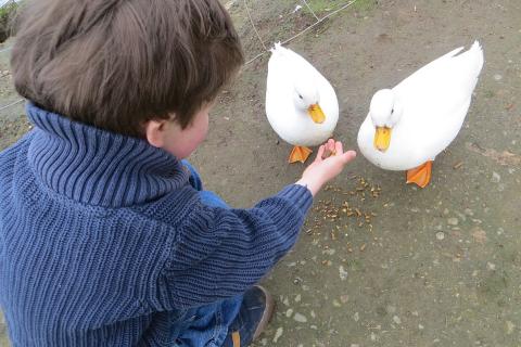 A boy feeding two white ducks. The Thai for "a boy feeding two white ducks" is "เด็กผู้ชายให้อาหารเป็ดสีขาวสองตัว".
