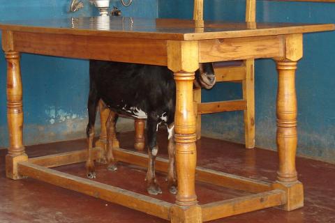 A goat under a table. The Thai for "a goat under a table" is "แพะอยู่ใต้โต๊ะ".