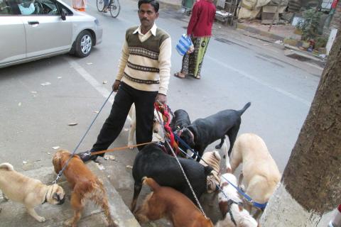 A man and his pack of dogs. The Thai for "a man and his pack of dogs" is "ผู้ชายและฝูงสุนัขของเขา".