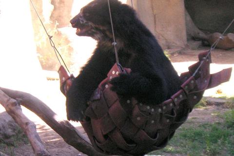 A bear in a hammock. The Thai for "a bear in a hammock" is "หมีในเปล".