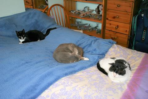Three cats on a bed. The Thai for "three cats on a bed" is "แมวสามตัวบนที่นอน".