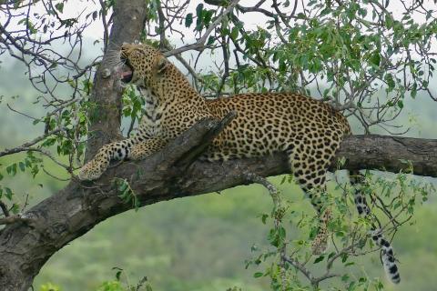 A leopard yawning on a tree. The Thai for "a leopard yawning on a tree" is "เสือดาวหาวบนต้นไม้".