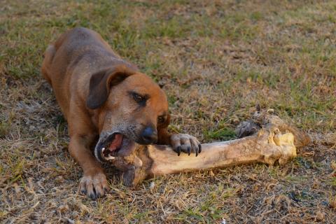 A dog gnawing a big bone. The Thai for "a dog gnawing a big bone" is "สุนัขแทะกระดูกใหญ่".