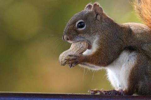A squirrel gnawing a peanut. The Thai for "a squirrel gnawing a peanut" is "กระรอกแทะถั่วลิสง".