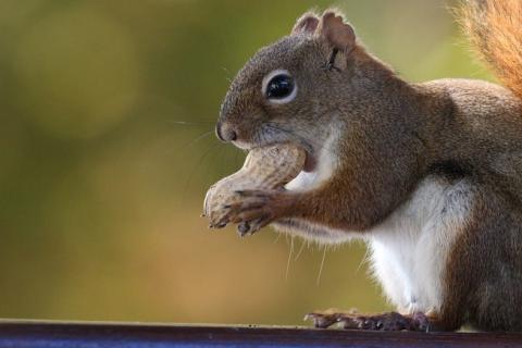 A squirrel gnawing a peanut. The Thai for "a squirrel gnawing a peanut" is "กระรอกแทะถั่วลิสง". A squirrel gnawing a peanut. The Thai for "a squirrel gnawing a peanut" is "กระรอกแทะถั่วลิสง".
